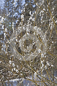 Fluffy budding buds on willow branches