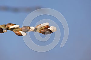 fluffy buds of willow