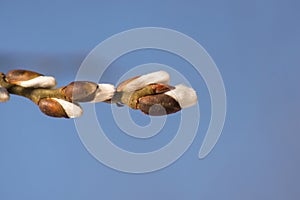 fluffy buds of willow