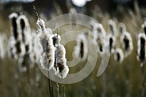 Fluffy Bulrushes turning to seed photo