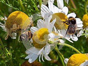 A fluffy bumblebee collects honey from a white chamomile flower in summer. Insect, bumblebee on white daisy flower. Hover flies,