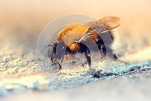 Fluffy bumblebee crawing along