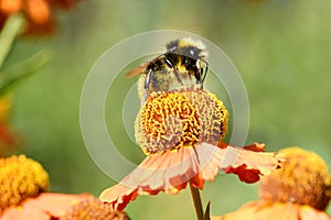 Fluffy bumblebee on juicy orange flower with yellow center and vivid pleasant pure petals