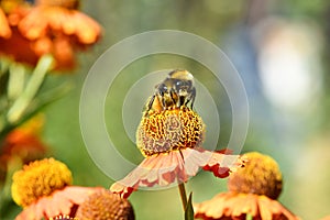 Fluffy bumblebee on juicy orange flower with yellow center and vivid pleasant pure petals