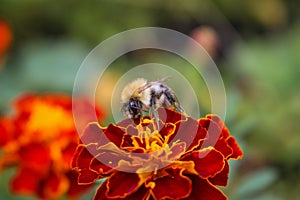 A fluffy bumblebee sits on a flower.