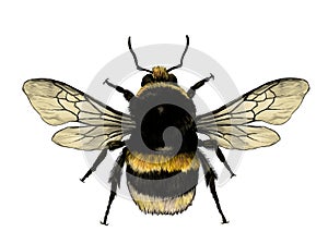 Fluffy bumblebee top view with wings photo