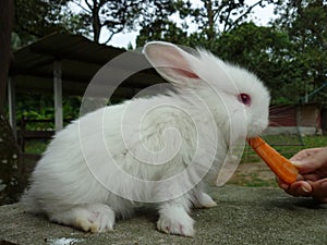 Fluffy bunny being fed with carrot strip