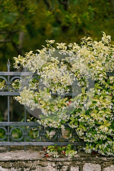Fluffy bush of jasmine on a metal fence against the backdrop of trees.