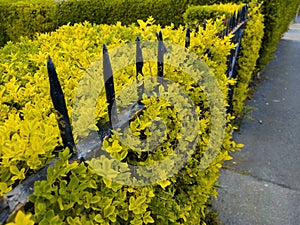 Fluffy bushes of jasmine with white inflorescences on a metal fence near the house