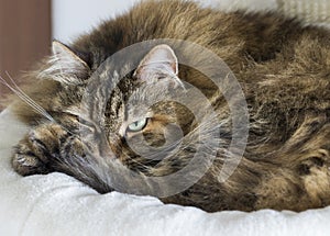 Fluffy cat in a basket, siberian purebred female brown