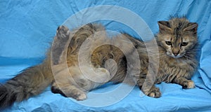 Fluffy cat on a blue background