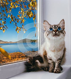 Fluffy cat with blue eyes sitting on a window sill on a background of golden autumn trees and blue lake