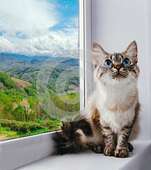 fluffy cat with blue eyes sitting on a window sill on a background of green hills and cloudy blue sky, cozy home concept