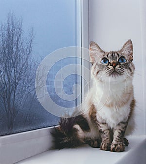 fluffy cat with blue eyes sitting on a window sill on a background of misty cityscape, cold rainy weather concept