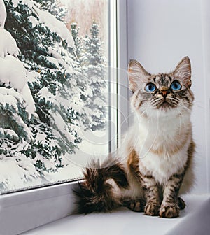 fluffy cat with blue eyes sitting on a window sill portrait with snowy trees outdoor in the window