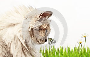 Fluffy cat with butterfly on its nose with green grass and daisy flowers