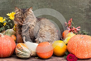 A fluffy cat with closed eyes sits near orange pumpkins and chrysanthemums. Autumn concept