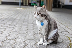 A fluffy cat with collar sits on the street