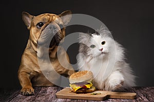 Fluffy cat and dog french bulldog want to steal a cheeseburger. Photo on a dark isolated background