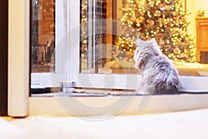 Fluffy cat at the door of the Christmas hotel. A fluffy cat sits between the hotel's revolving glass doors looking