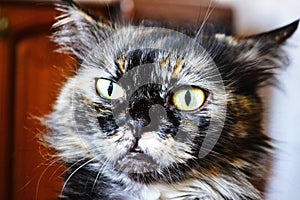 Fluffy cat. Expressive eyes. Thoroughbred cat. Cat`s face close-up. Beautiful cat. A pet. Beautiful background. Tongue protruding