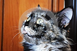 Fluffy cat. Expressive eyes. Thoroughbred cat. Cat`s face close-up. Beautiful cat. A pet. Beautiful background. Tongue protruding