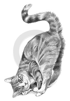 Fluffy cat figure isolated on a white background. Monochrome pencil drawing.