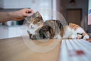 Fluffy cat finds cozy place on table next to computer. Pet trying sleep near owner working online.