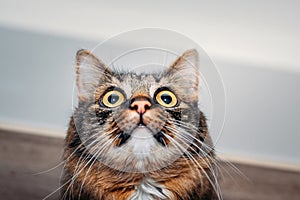 Fluffy cat with huge eyes looking away, close-up