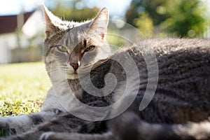 Fluffy cat with an intense stare lying on the grass