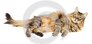 Fluffy cat laying isolated