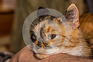 A fluffy cat lies in the lap of a man, put head on his hand