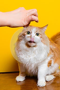 fluffy cat looks at the delicacy in the mistress`s hand and licks its lips