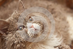 Fluffy cat looks up