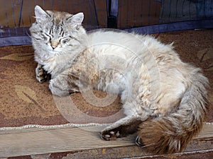 A fluffy cat luxuriates sweetly on a room rug