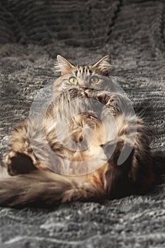 Fluffy cat lying relaxed on its back, at home on the bed