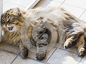 Fluffy cat in meowing time, brown tabby male siberian