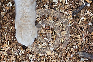 Fluffy cat paw on natural background of sawdust, ginger cat walking outdoors