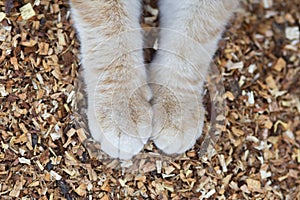 Fluffy cat paws on natural background of sawdust, ginger cat walking outdoors