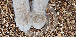 Fluffy cat paws on natural background of sawdust, ginger cat walking outdoors