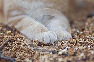 Fluffy cat paws on natural background of sawdust, ginger cat walking outdoors