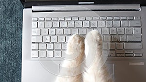 Fluffy cat paws typing buttons or texting message on laptop keyboard. Humor and fun
