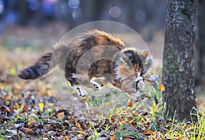 fluffy cat playing in the garden with caught by a mouse among fallen leaves and grass on a Sunny autumn day