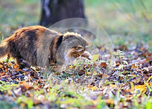 fluffy cat playing in the garden with caught by a mouse among fallen leaves and grass on a Sunny autumn day