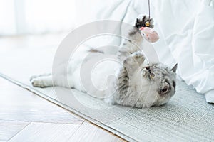 Fluffy cat playing toy on the floor at house