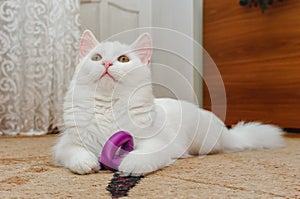 Fluffy cat playing toy on floor at house. Adorable pets concept