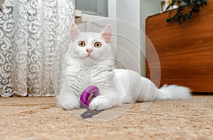 Fluffy cat playing toy on floor at house. Adorable pets concept