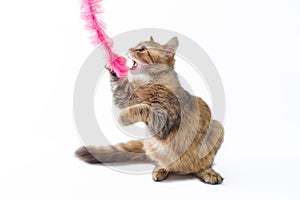 Fluffy cat playing on white background