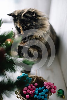 Fluffy cat plays with New Year`s toys on the Christmas tree. On a white background