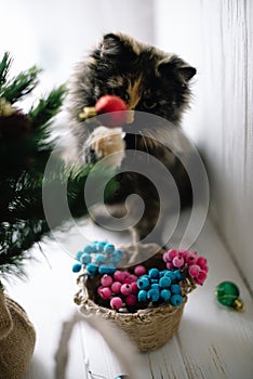 Fluffy cat plays with New Year`s toys on the Christmas tree. On a white background